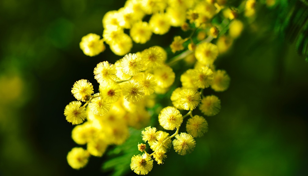 Perché si regala la mimosa e altre curiosità sulla festa della donna