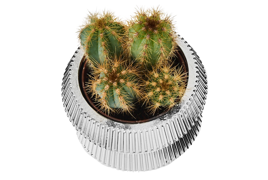 Vasetto con piantina Design Selezione Zanolli