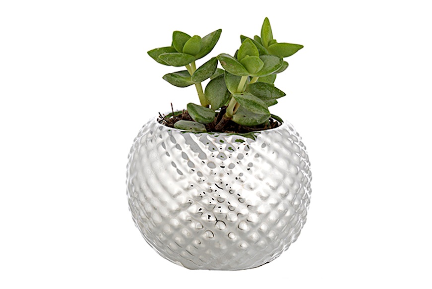Vase with plant Selezione Zanolli