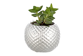 Vase with plant Selezione Zanolli