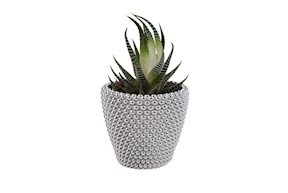 Vasetto con piantina con decorazione pallini Selezione Zanolli