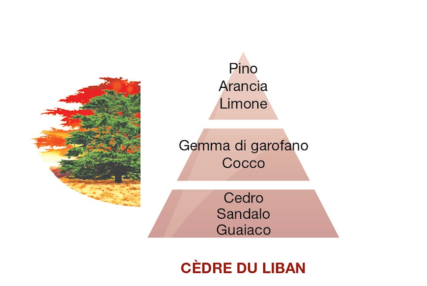 Home fragrance Cedre du Liban Maison Berger Paris